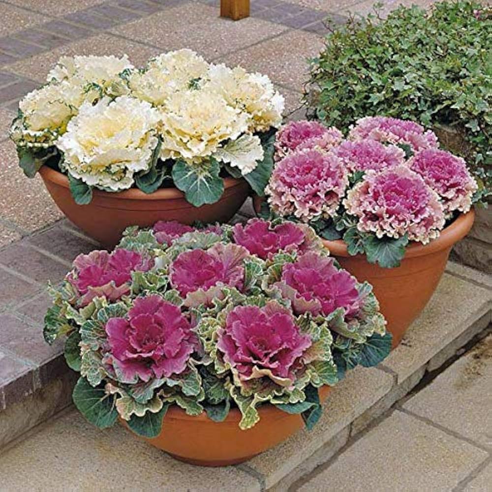 White (Ornamental Cabbage) for planting in garden